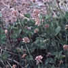 Thumbnail #4 of Trifolium hybridum by kennedyh