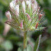 Thumbnail #1 of Trifolium lappaceum by WeedsWorth_com