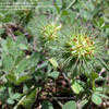 Thumbnail #2 of Trifolium lappaceum by WeedsWorth_com