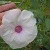 Thumbnail #2 of Ipomoea nil by RON_CONVOLVULACEAE