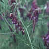 Thumbnail #5 of Vicia villosa by kennedyh
