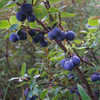 Thumbnail #4 of Vaccinium uliginosum by trilian15