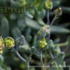 Thumbnail #5 of Kleinia repens by DaylilySLP