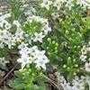Thumbnail #2 of Myoporum parvifolium by Xenomorf