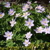 Thumbnail #2 of Anemone nemorosa by kniphofia