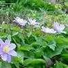 Thumbnail #3 of Anemone nemorosa by wallaby1