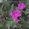 Thumbnail #3 of Geranium x riversleaianum by OwlCreekGarden