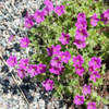 Thumbnail #5 of Geranium x riversleaianum by growin