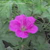 Thumbnail #2 of Geranium x riversleaianum by OwlCreekGarden