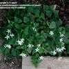Thumbnail #3 of Oxalis triangularis subsp. papilionaceae by Cajun2