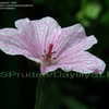 Thumbnail #2 of Geranium sanguineum by DaylilySLP