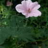 Thumbnail #3 of Geranium sanguineum by DaylilySLP