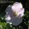 Thumbnail #5 of Geranium sanguineum by SW_gardener