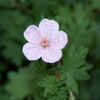 Thumbnail #4 of Geranium sanguineum by growin