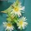 Thumbnail #2 of Sceletium tortuosum by Xenomorf