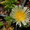 Thumbnail #4 of Sceletium tortuosum by AnniesAnnuals