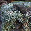 Thumbnail #4 of Cerastium tomentosum by mygardens