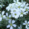 Thumbnail #3 of Cerastium tomentosum by mygardens