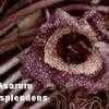 Thumbnail #1 of Asarum splendens by arsenic