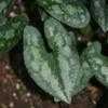 Thumbnail #4 of Asarum splendens by RoyB