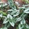 Thumbnail #3 of Asarum splendens by sweezel