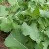 Thumbnail #2 of Brassica napus var. oleifera by Farmerdill