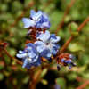 Thumbnail #2 of Ceratostigma griffithii by growin