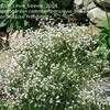 Thumbnail #2 of Gypsophila repens by evie_beevie