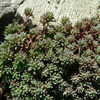 Thumbnail #5 of Sedum album by plantaholic186