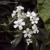 Thumbnail #4 of Gypsophila repens by poisondartfrog