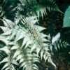 Thumbnail #1 of Athyrium niponicum var. pictum by imiv