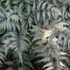 Thumbnail #2 of Athyrium niponicum var. pictum by Justaysam