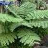 Thumbnail #2 of Cyathea cooperi by palmbob