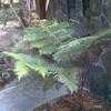Thumbnail #1 of Cyathea cooperi by easter0794