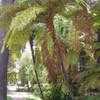 Thumbnail #3 of Cyathea cooperi by palmbob