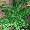 Thumbnail #2 of Polystichum acrostichoides by mosaic