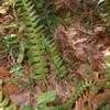 Thumbnail #3 of Polystichum acrostichoides by CaptMicha