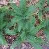 Thumbnail #4 of Polystichum acrostichoides by Toxicodendron