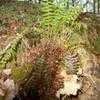 Thumbnail #5 of Polystichum acrostichoides by CaptMicha