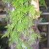 Thumbnail #2 of Lygodium japonicum by palmbob