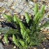 Thumbnail #4 of Nephrolepis cordifolia by Cretaceous