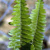 Thumbnail #5 of Nephrolepis cordifolia by Cretaceous