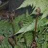 Thumbnail #4 of Dryopteris erythrosora by yvana