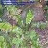 Thumbnail #1 of Asplenium scolopendrium by Baa