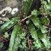 Thumbnail #5 of Asplenium scolopendrium by kennedyh