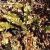 Thumbnail #4 of Asplenium scolopendrium by kennedyh