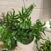 Thumbnail #4 of Microsorum diversifolium by plantladylin