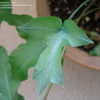 Thumbnail #2 of Phlebodium aureum by plantmover