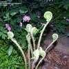 Thumbnail #5 of Osmunda cinnamomea by Toxicodendron