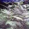 Thumbnail #3 of Pteridium aquilinum by Baa